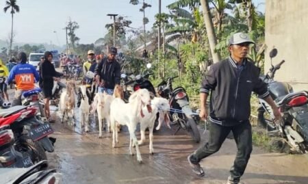 Warga Terdampak Erupsi Semeru Mulai Evakuasi Hewan Ternak Warga terdampak erupsi Semeru Lumajang mulai evakuasi hewan ternak / Kominfo-lmj/Ydc
