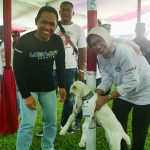 Kontes Kambing Senduro Lumajang Jaring Bibit Berkualitas