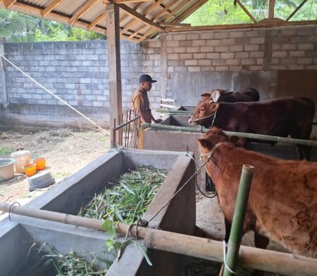 Prioritaskan Ketahanan Pangan, Kades Sumberagung Buat Program Sate Sapi Prioritaskan Ketahanan Pangan, Kades Sumberagung Buat Program Sate Sapi